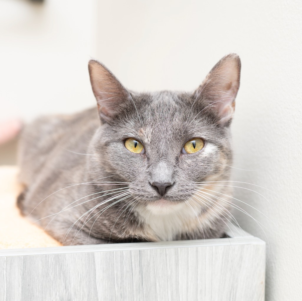 Cats for Adoption - Lange Foundation