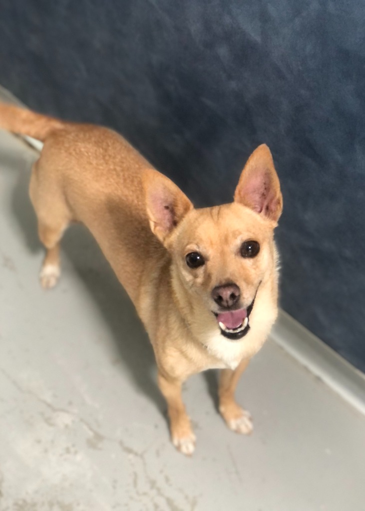 Dog for adoption - Gucci, a Pomeranian & Chihuahua Mix in Los